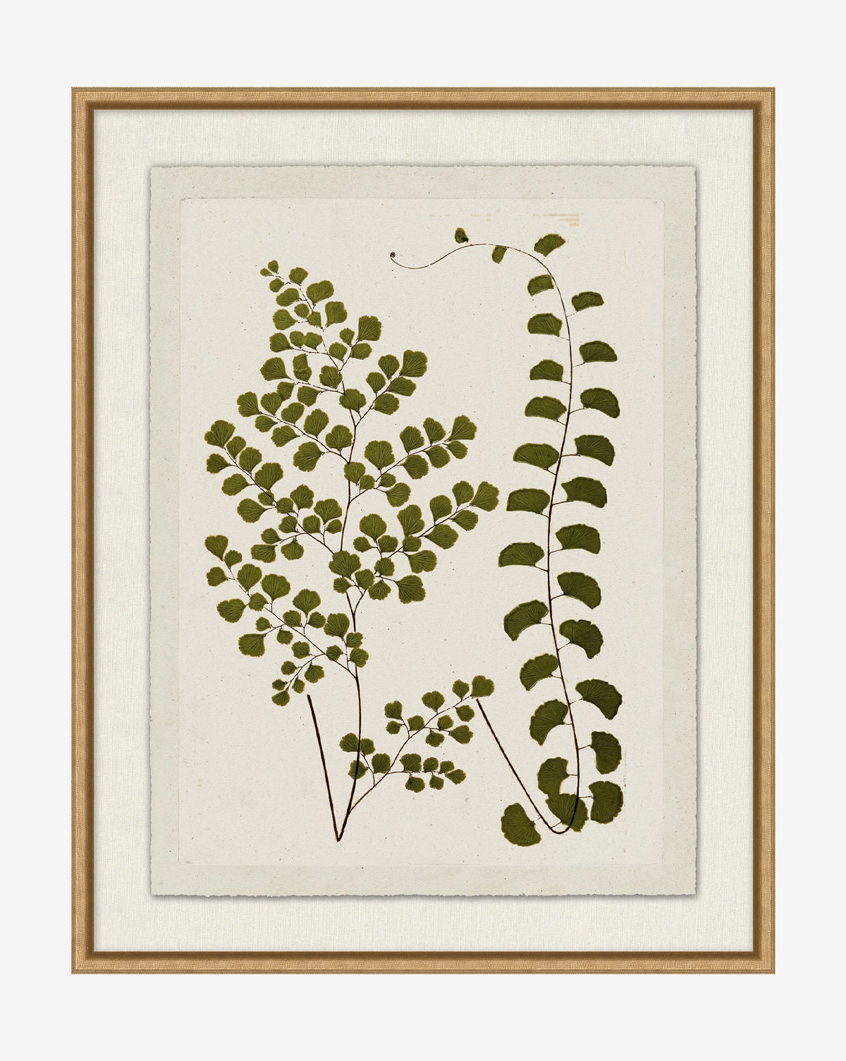 Botanical Pressings III is a framed giclee print showing two green fern stems with unique leaf patterns on a textured off-white background, set in a wooden frame with a neutral inner mat, by McGee & Co.