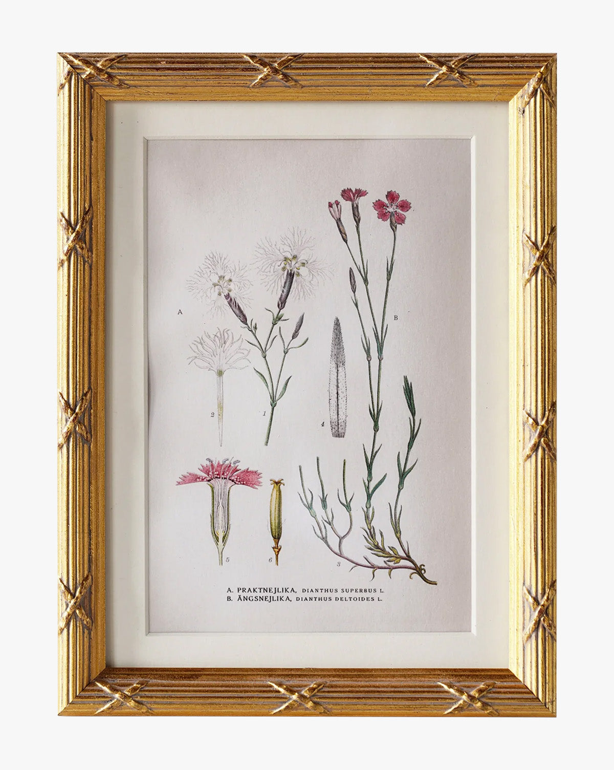 Botanical Study No. 1