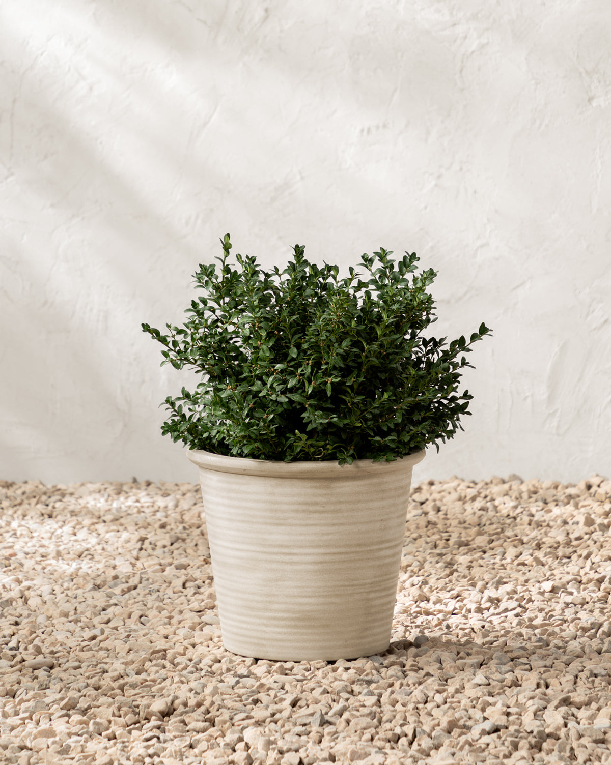 Canton Ceramic Planter shown with dimensions 13.5” Dia. x 11.5” H, ideal for medium-sized plants, from McGee & Co.