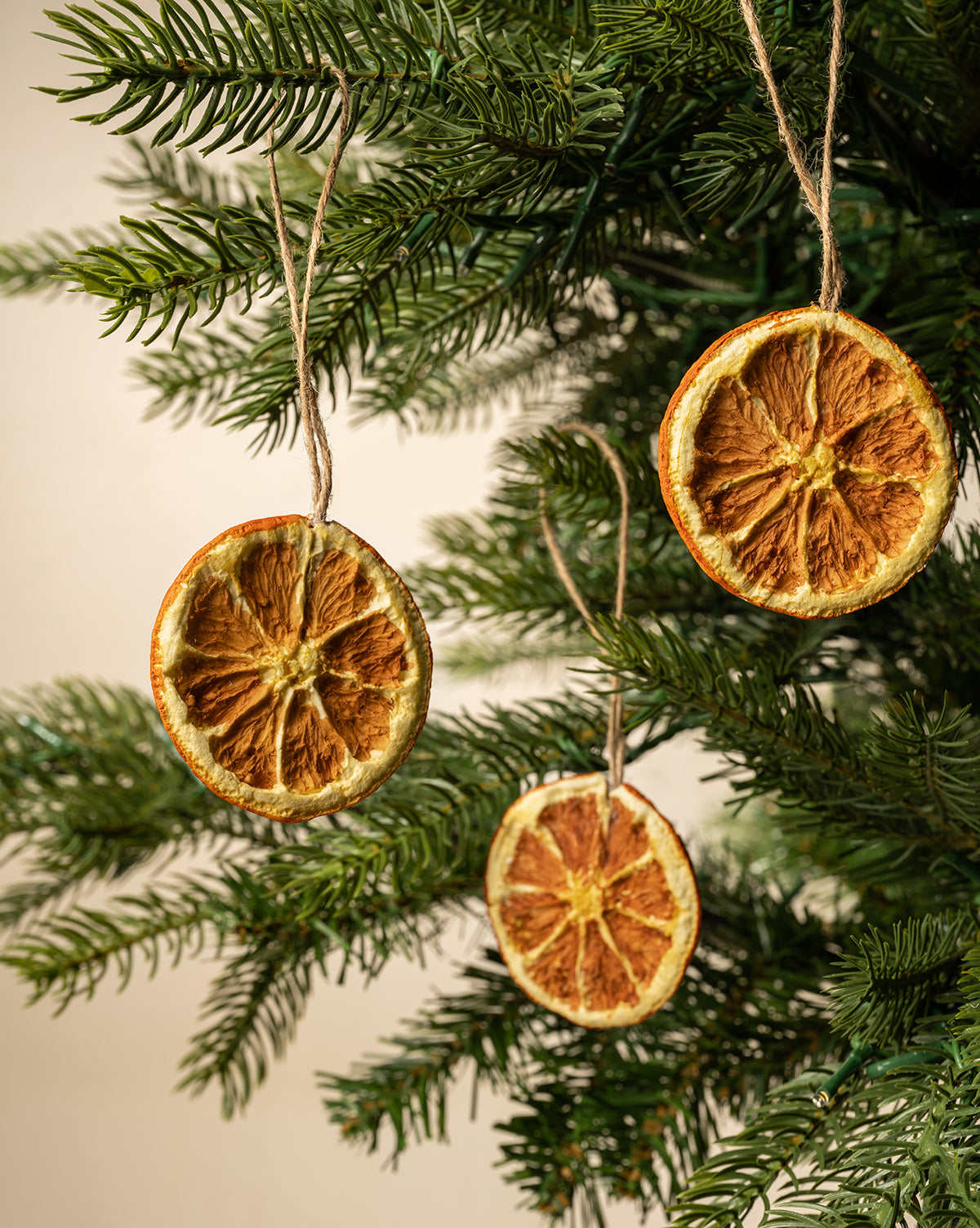 Twelve Dried & Boxed Orange Slices are strung as ornaments on pine branches, bringing a natural fruit accent to rustic holiday tree decor, by McGee & Co.