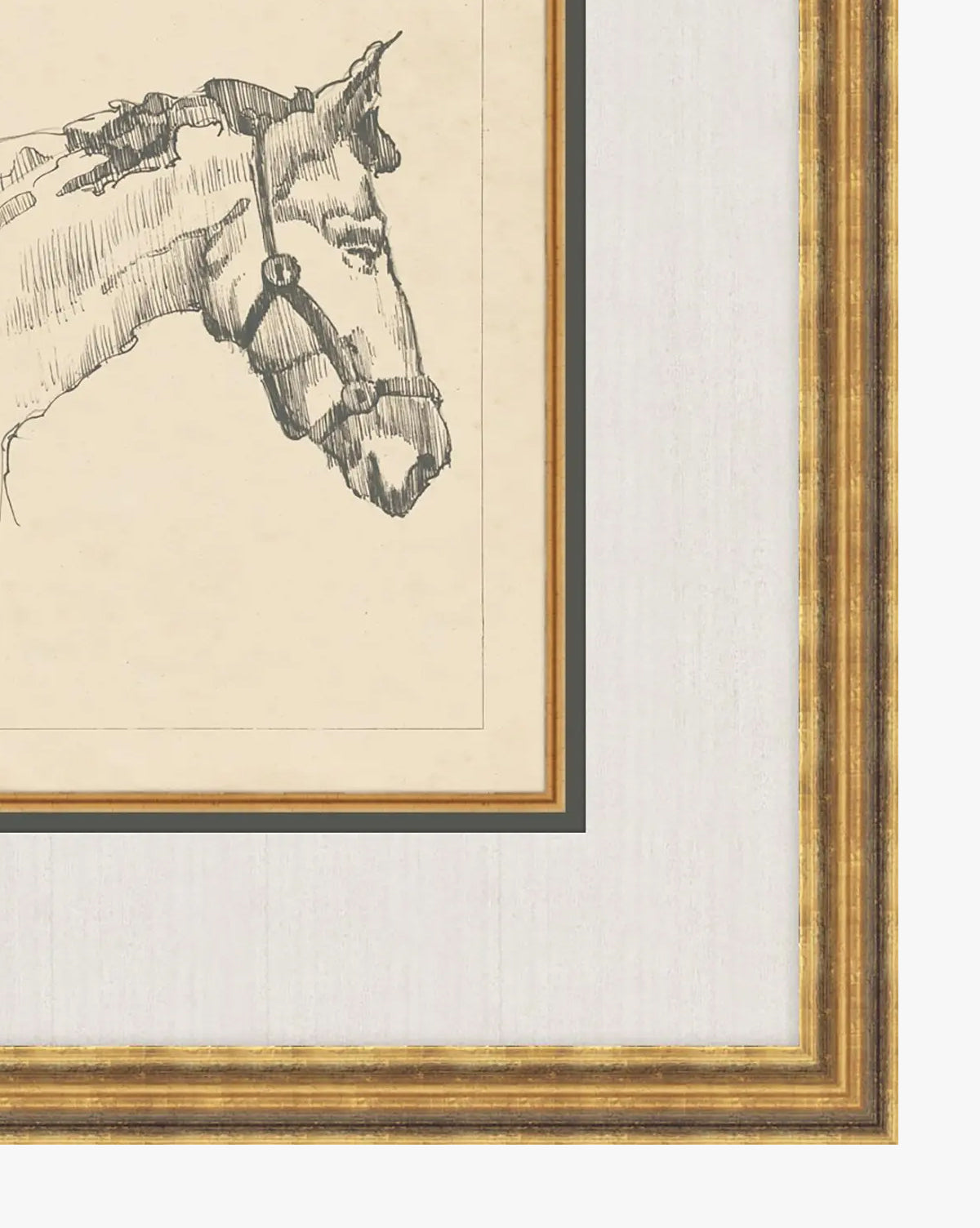 Equine Lines 1