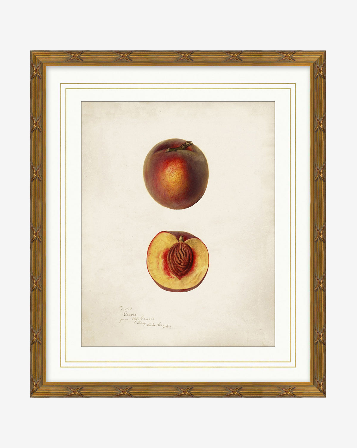 Peach Study: A classic illustration of a whole peach above a halved peach with visible pit on a neutral background, handwritten notes beneath—elegantly framed in gold wood, by McGee & Co.