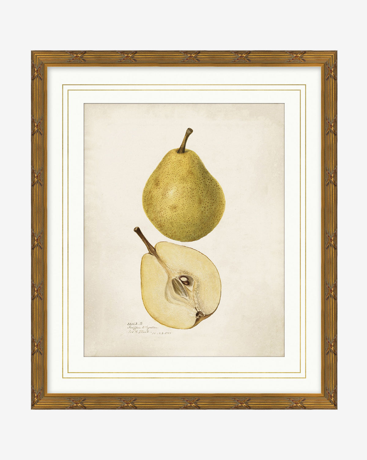 Pear Study: A timeless illustration of a whole and a halved yellow-green pear with seeds on a neutral background. Elegantly presented in a light brown gold wood frame by McGeeāÆ&āÆCo.