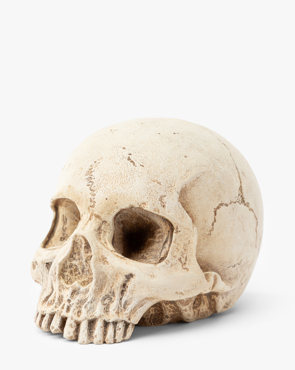 A realistic, beige Paper Mache Skull is displayed on a plain white background at a three-quarter angle, with textured cracks for an authentic look—perfect as a spooky Halloween centerpiece and for showcasing anatomical details, by McGee & Co.