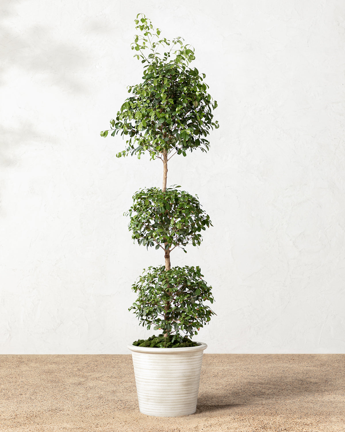 Canton Ceramic Planter with tapered silhouette and drainage holes, perfect for outdoor use, from McGee & Co.