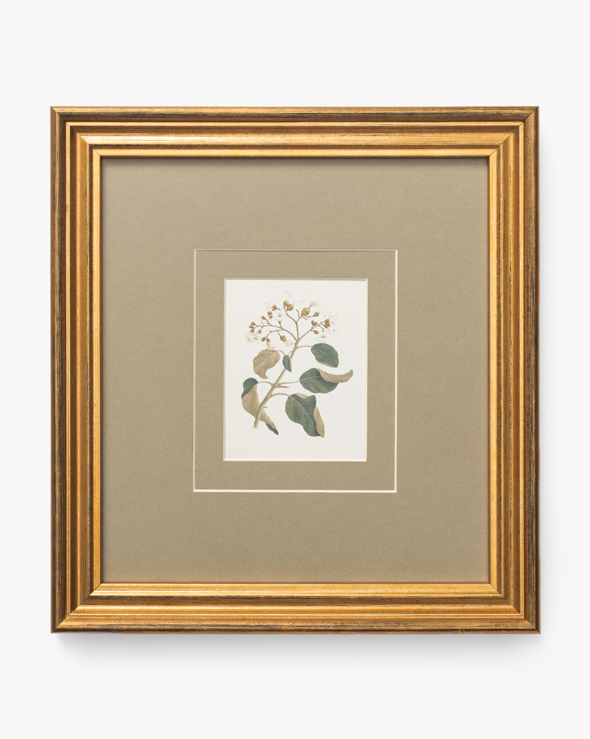 Blossoming Branch—a botanical illustration of green leaves and small florals in a beige mat and antique gold frame, set against a white background—makes perfect vintage wall art, by McGee & Co.