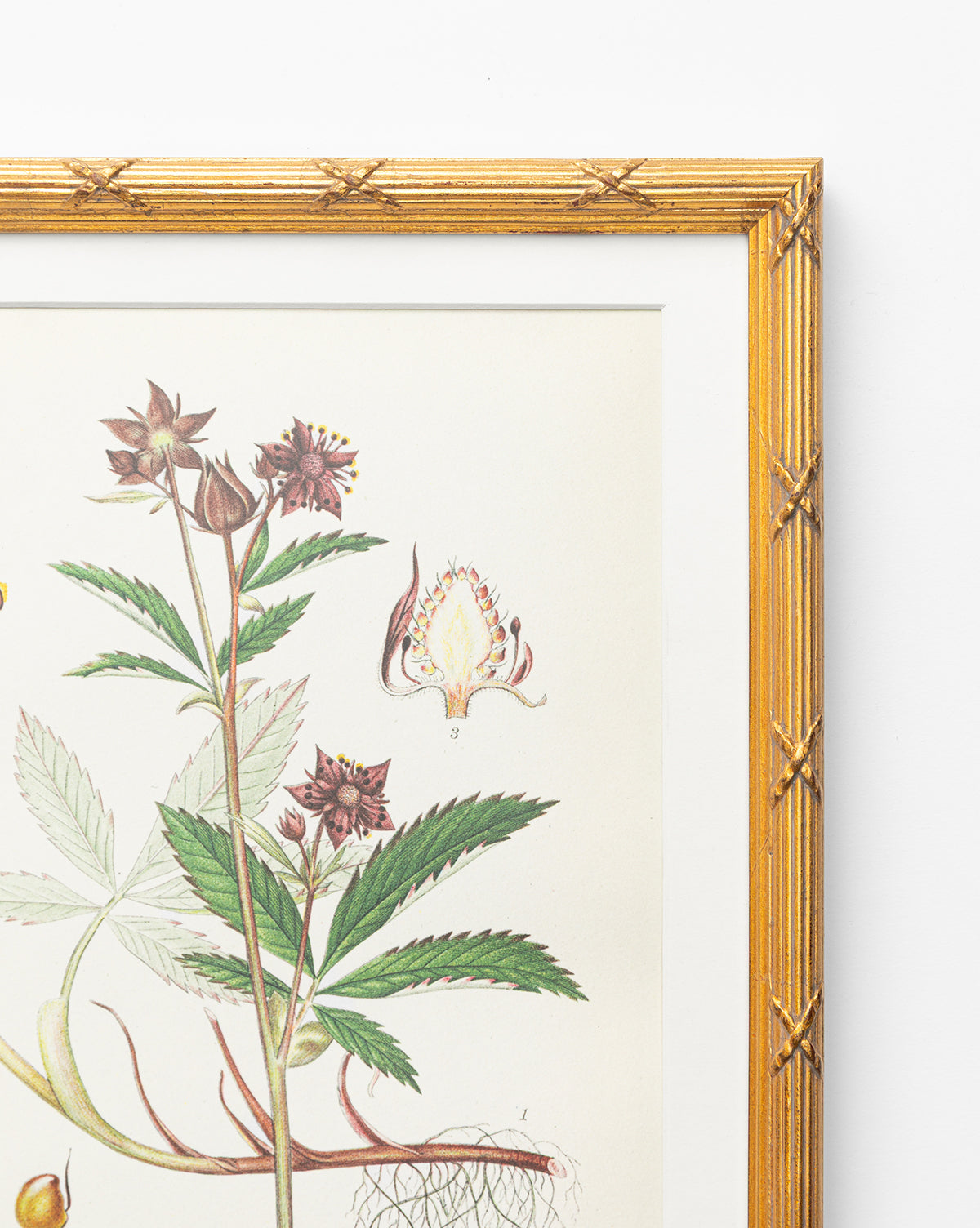 Botanical Study No. 2