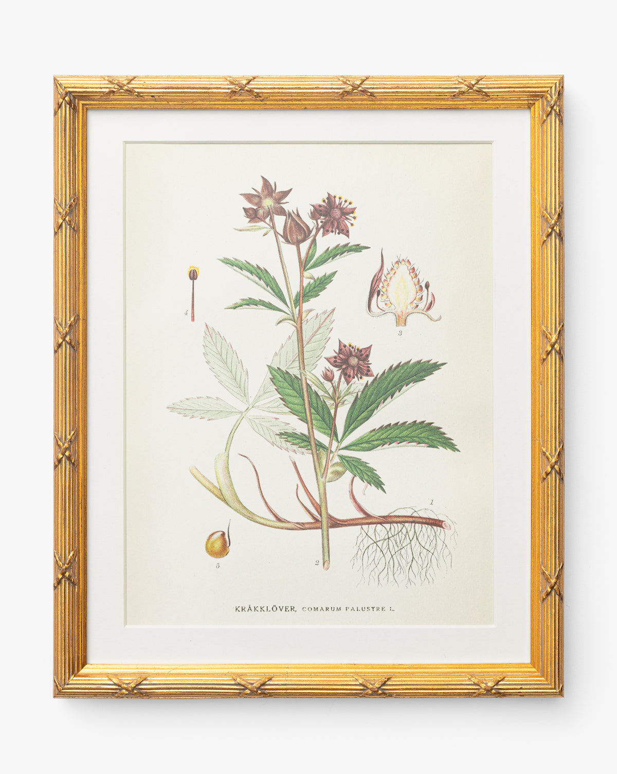 Botanical Study No. 2
