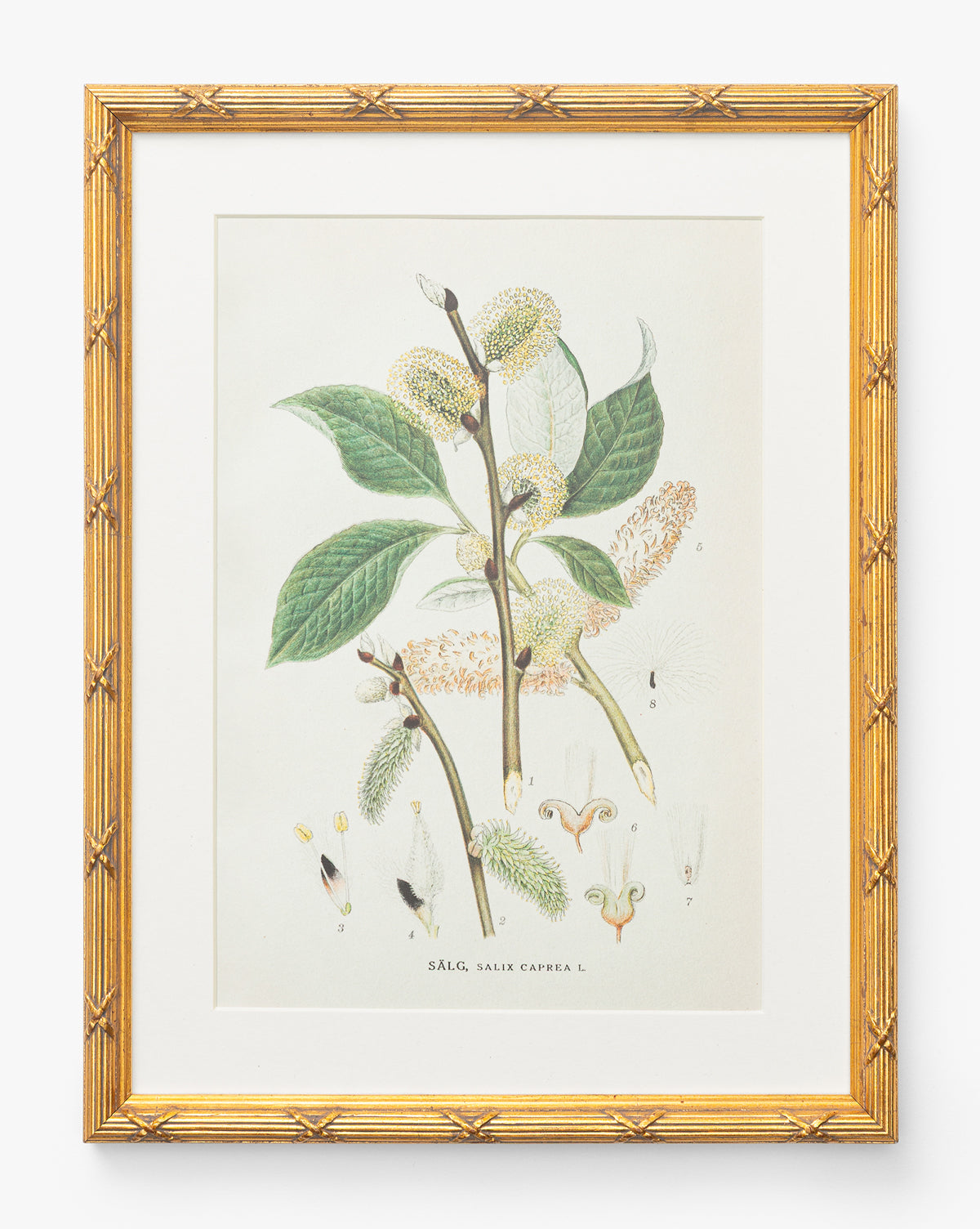 Botanical Study No. 3