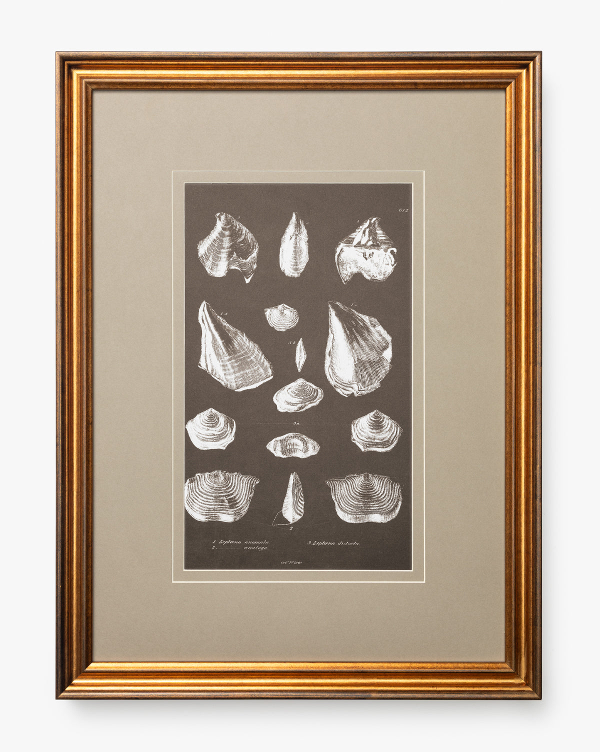 Conchology Study Triptych No. 1