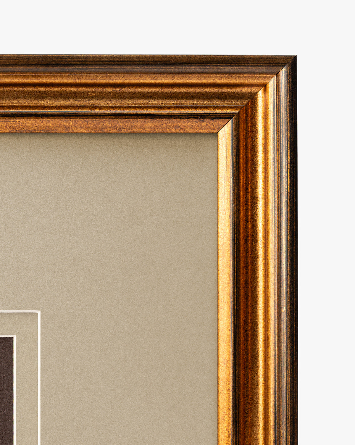 Conchology Study Triptych No. 3