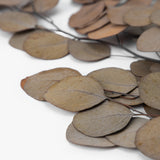 Dried Natural Eucalyptus