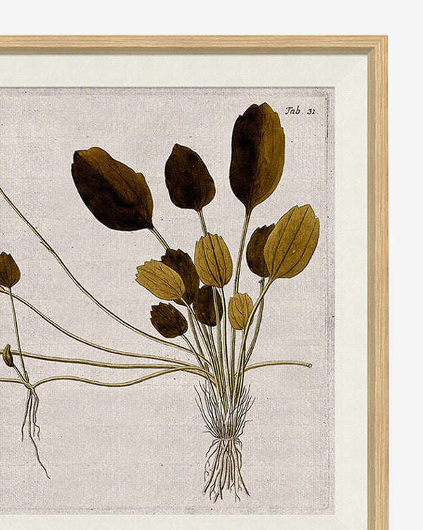 Horticultural Study I