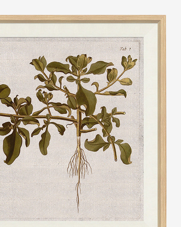 Horticultural Study II