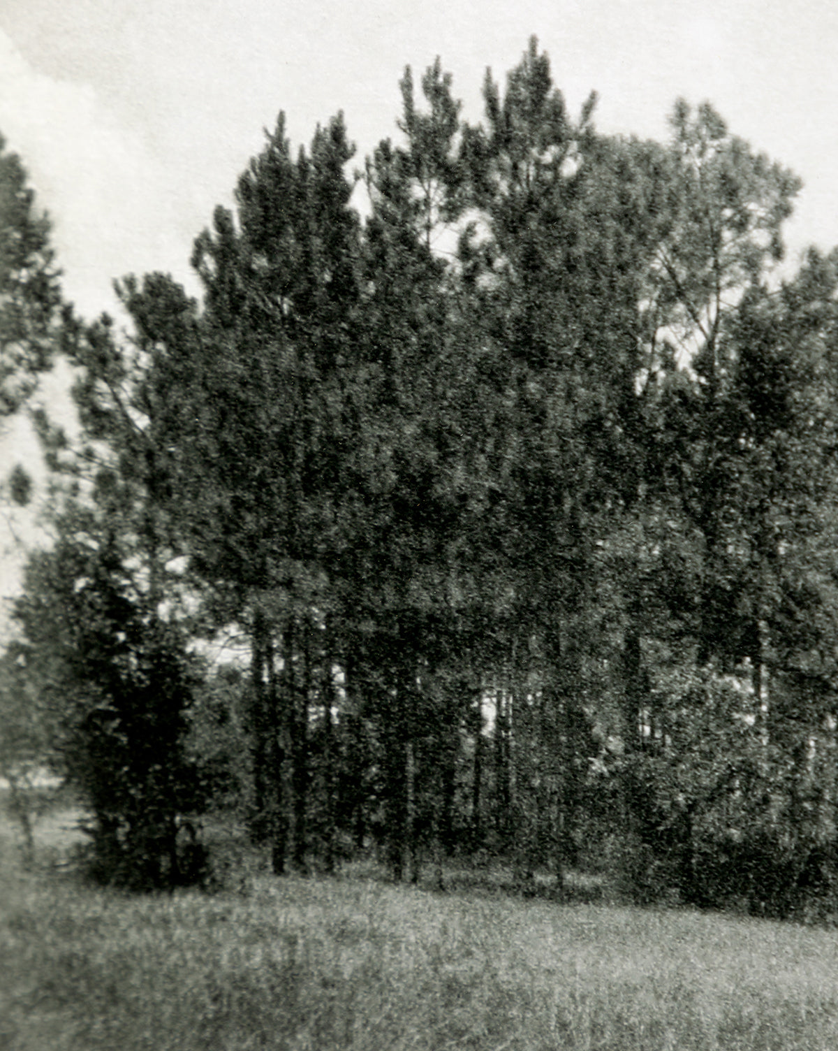 Muted Florida Pines by Carol Haymon