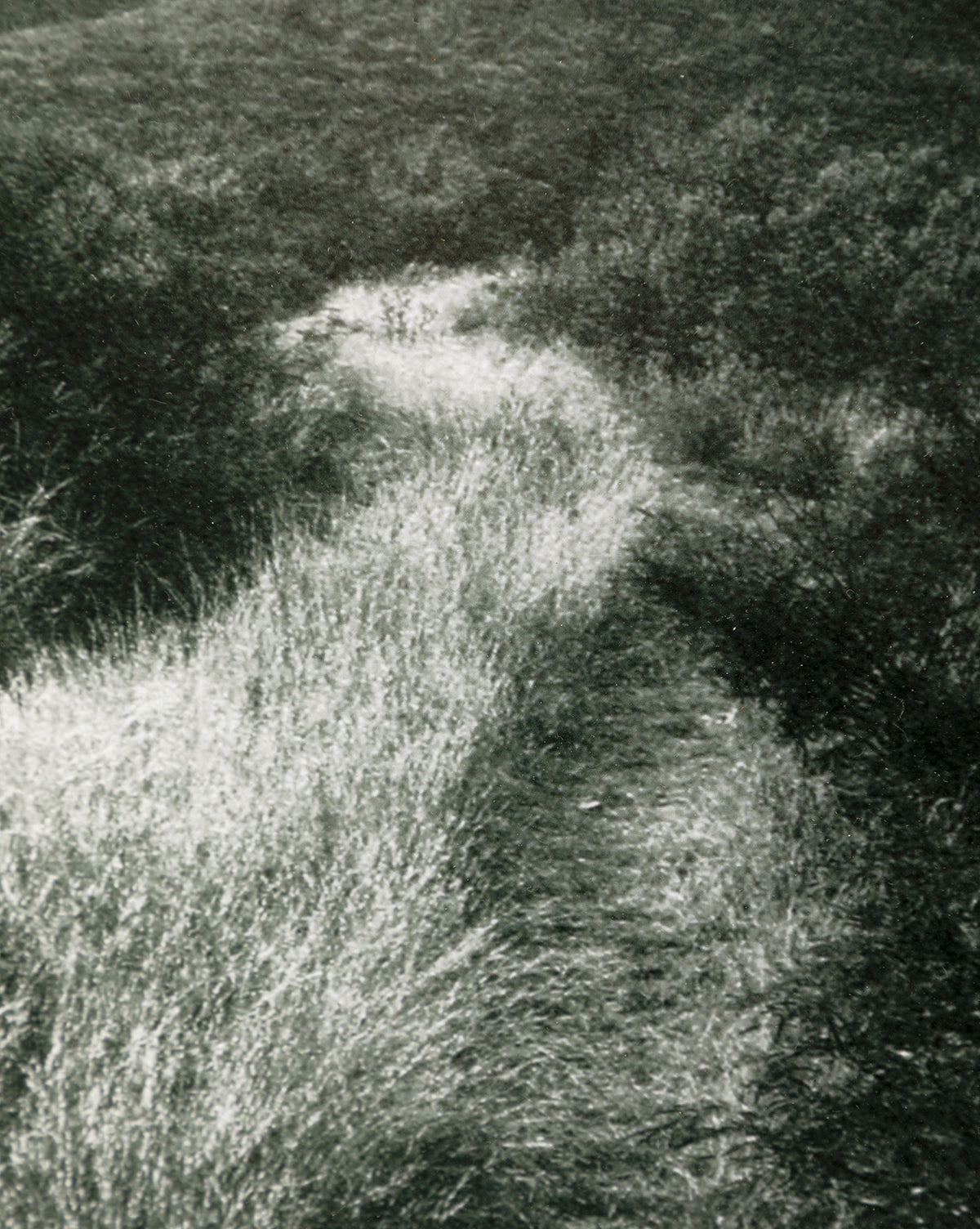 Muted Path Green by Carol Haymon