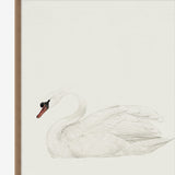 Neutral Swan