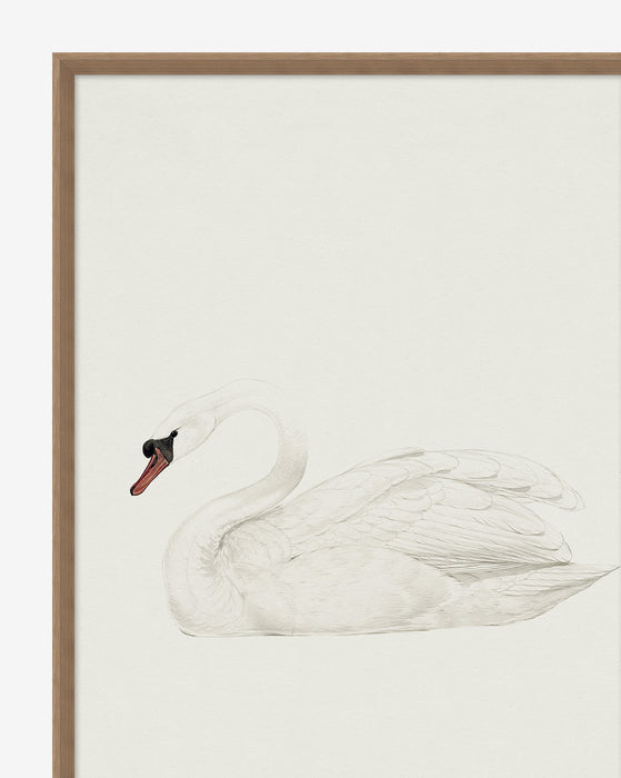 Neutral Swan