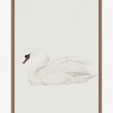 Neutral Swan