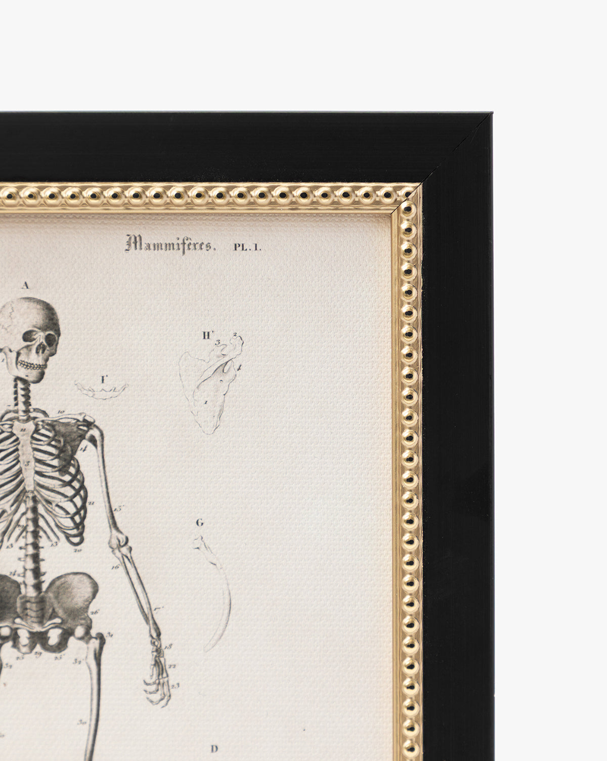 Skeleton Anatomy