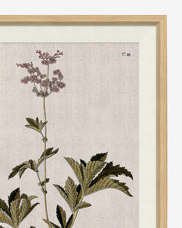 Wildflower Study I