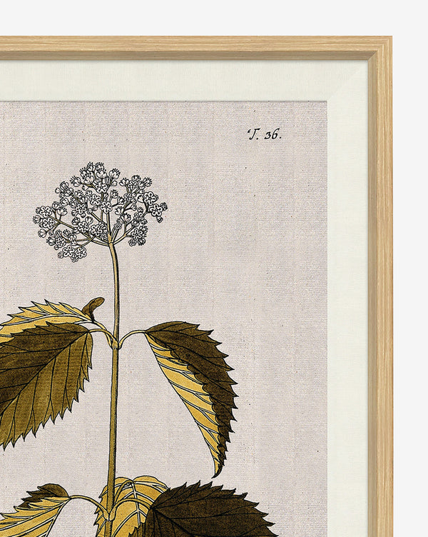 Wildflower Study II