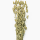 Dried Phalaris
