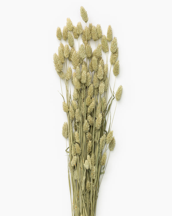 Dried Phalaris