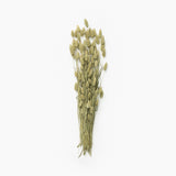 Dried Phalaris