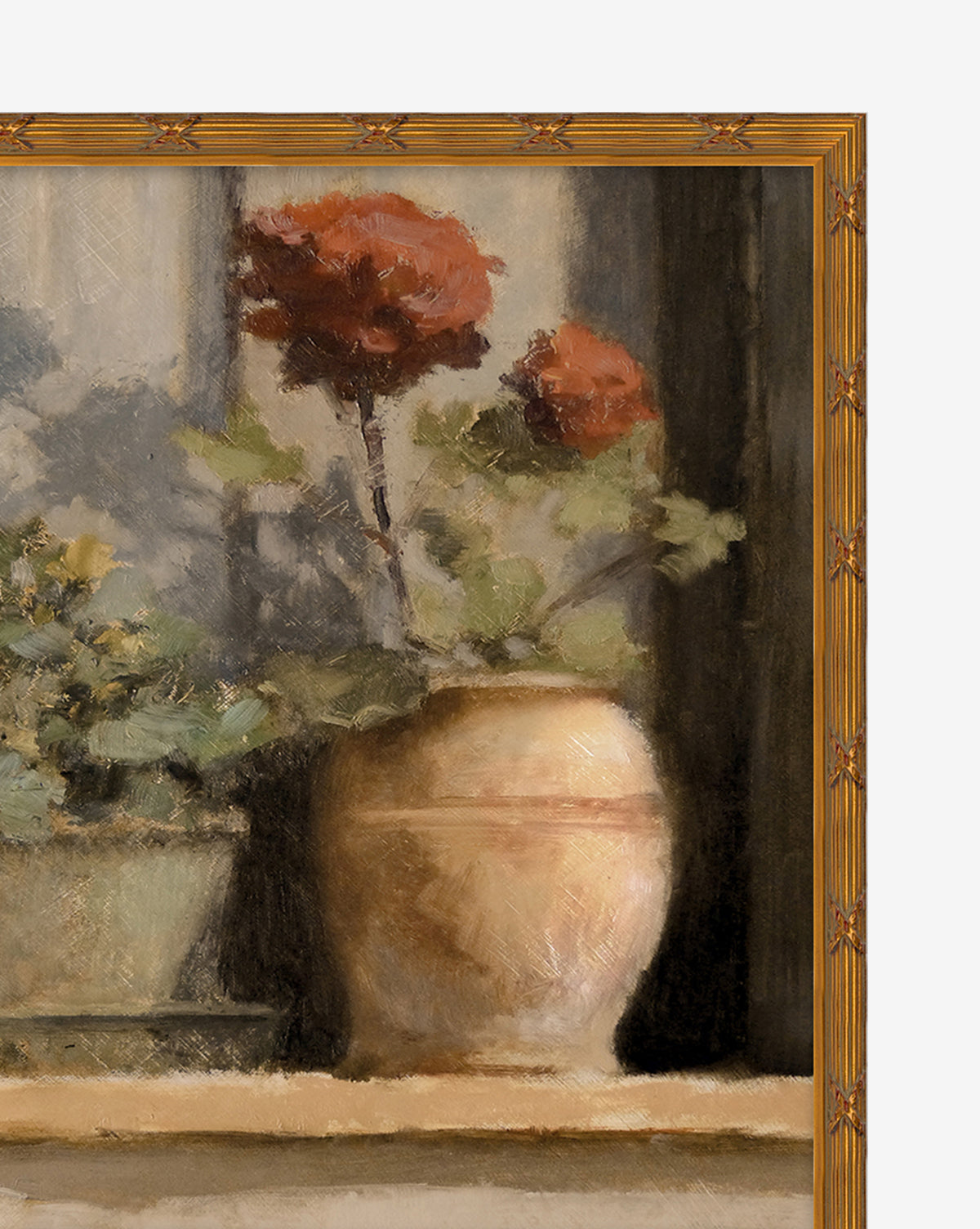 Stoop Geraniums