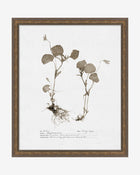Subdued Botanicals II